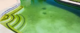 A pool full of algae 