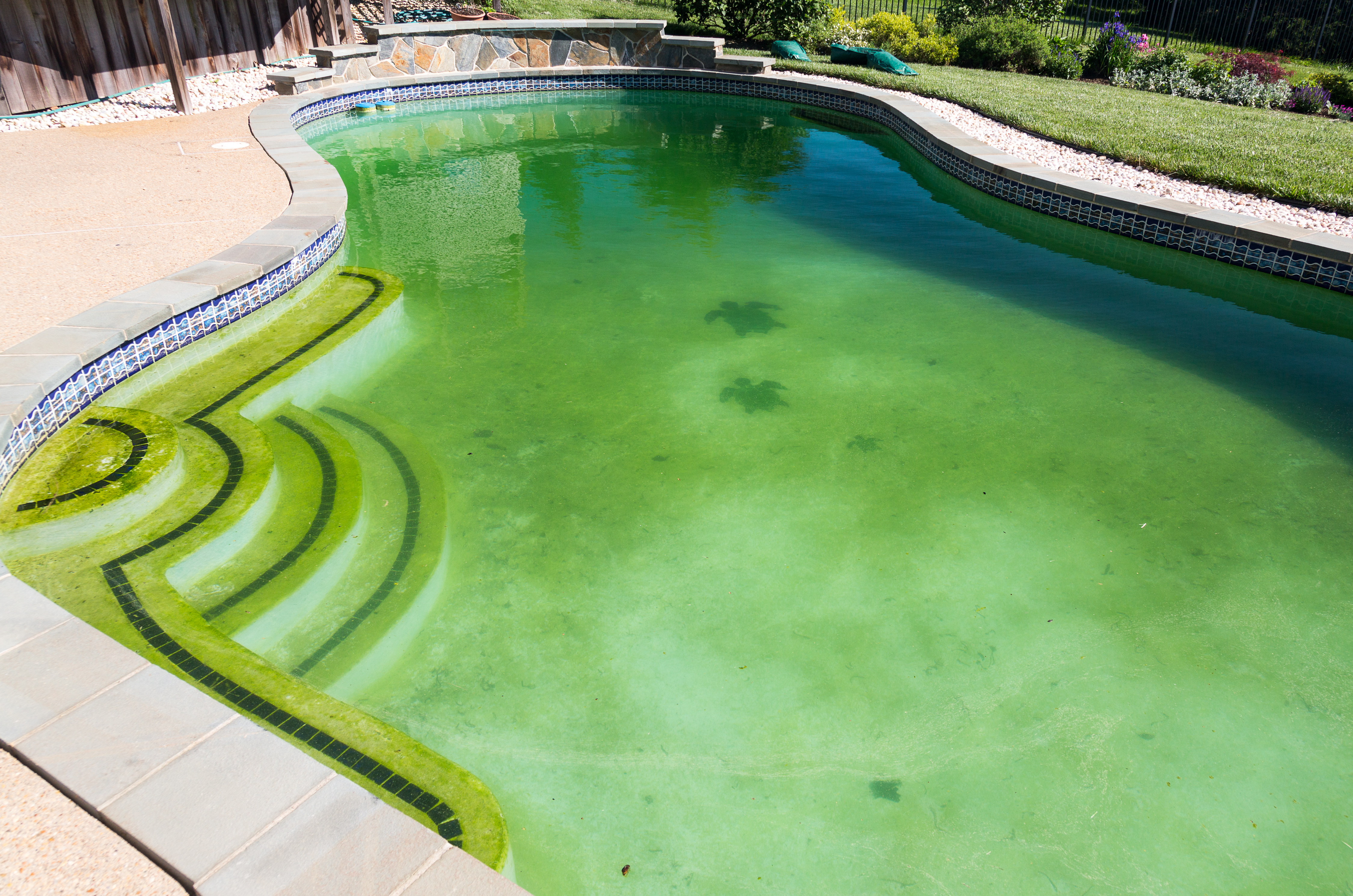 A pool full of algae 